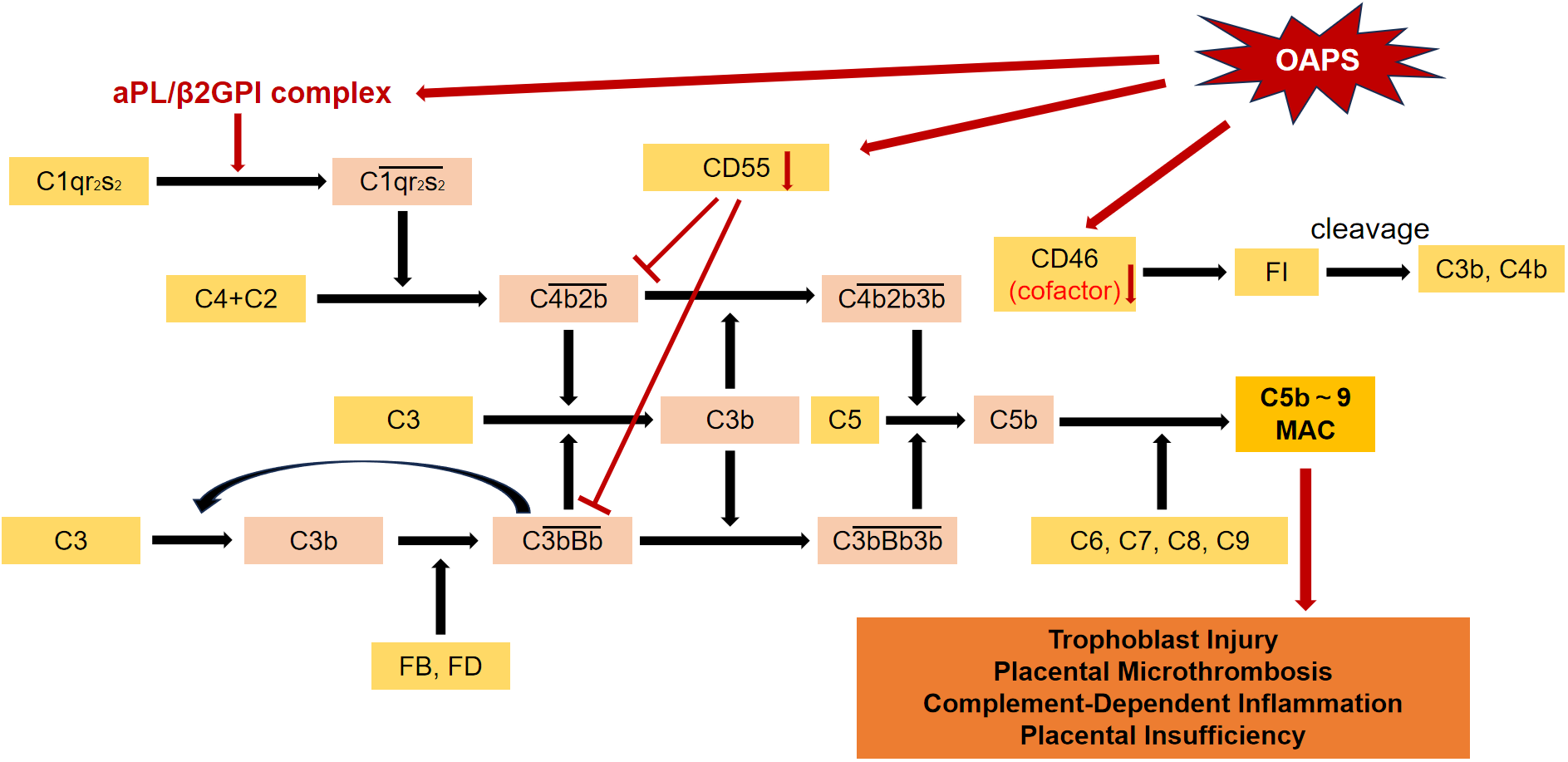 Figure 2: 补体系统激活通路