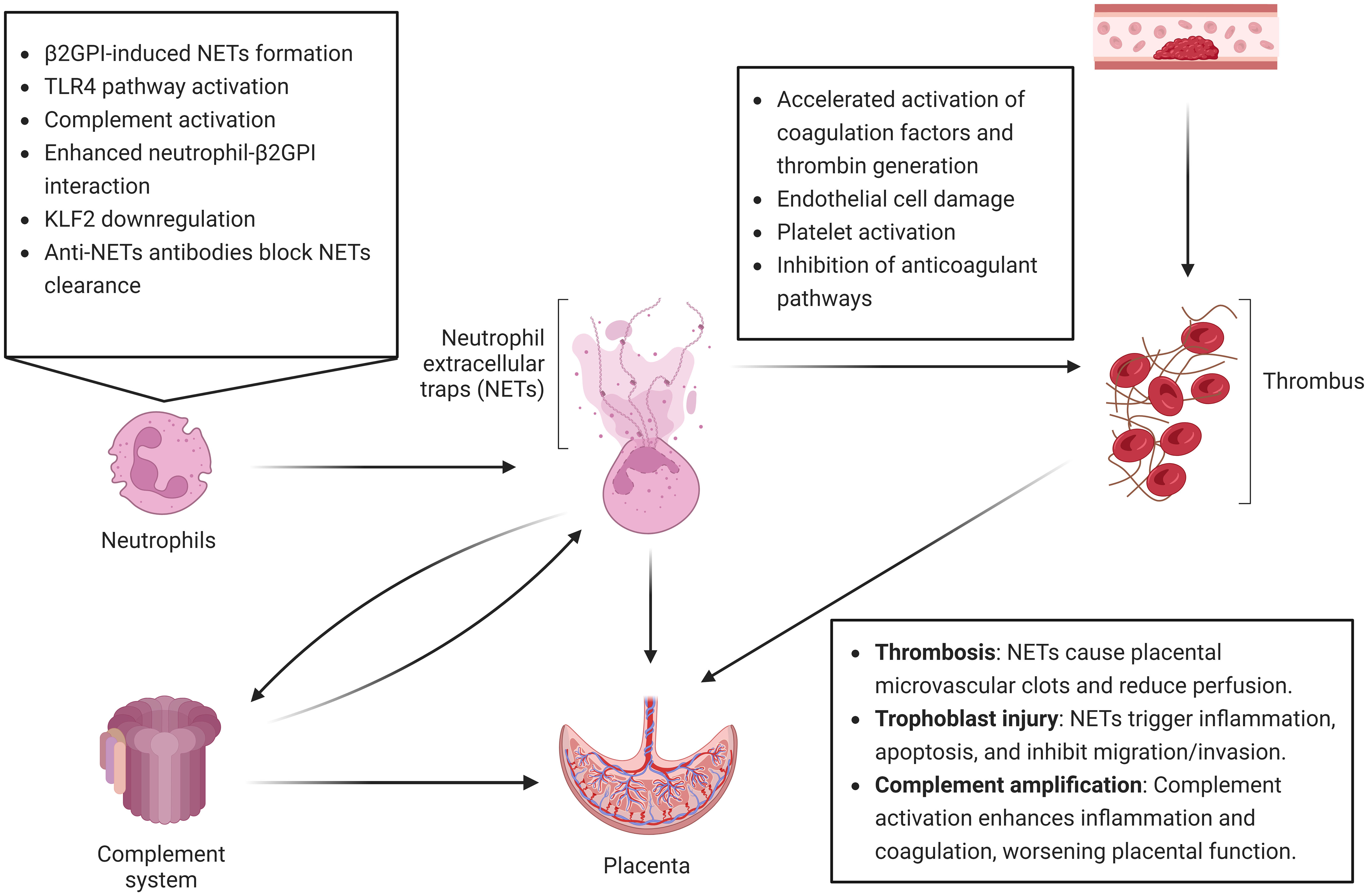 Figure 3: NETs形成机制