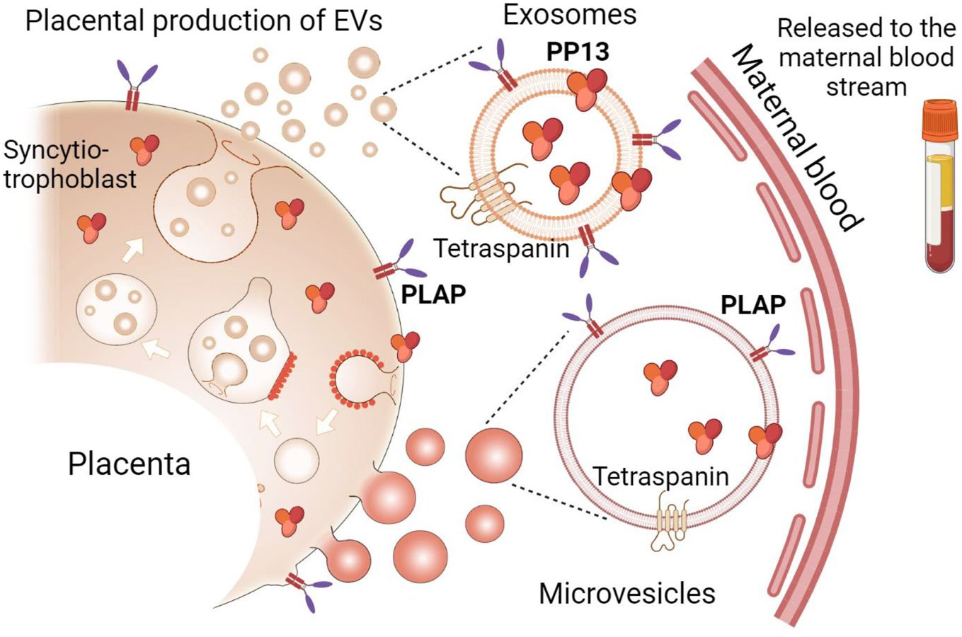 胎盘EV生物发生机制