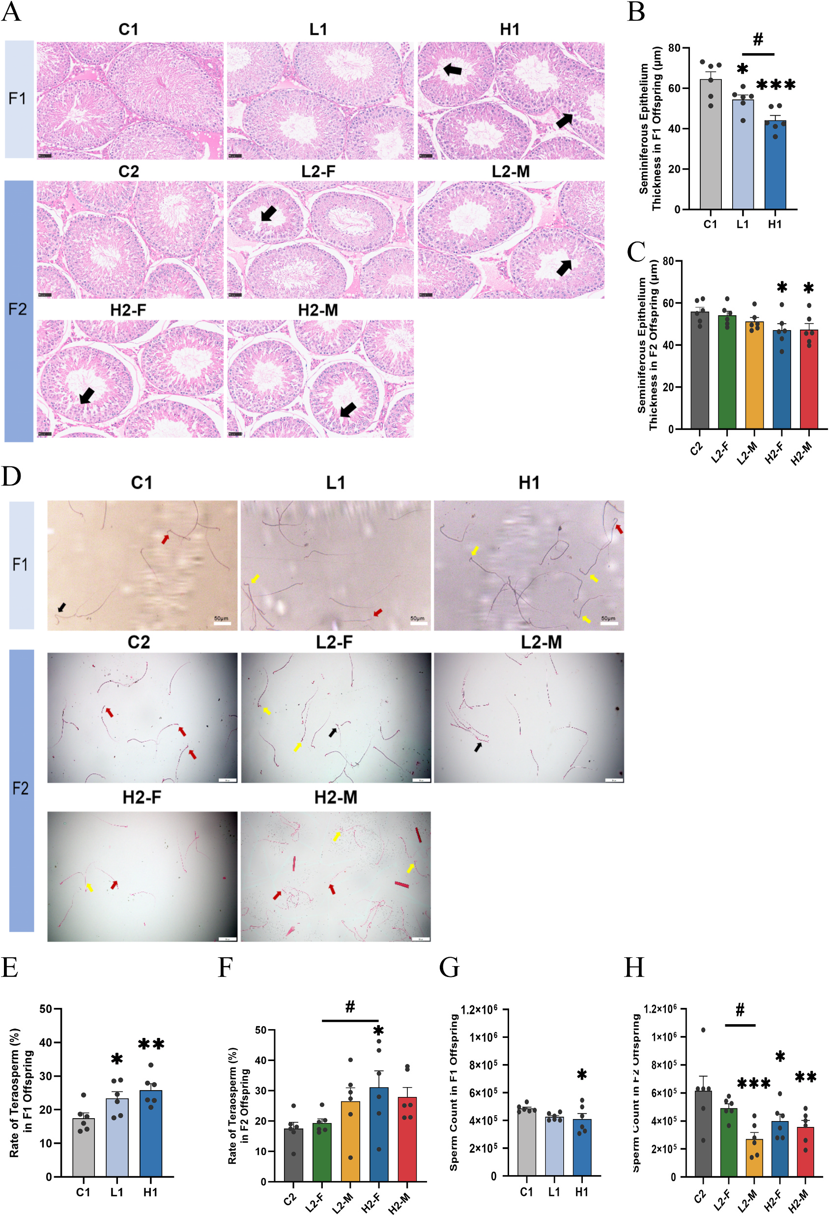睾丸组织学与精子质量
