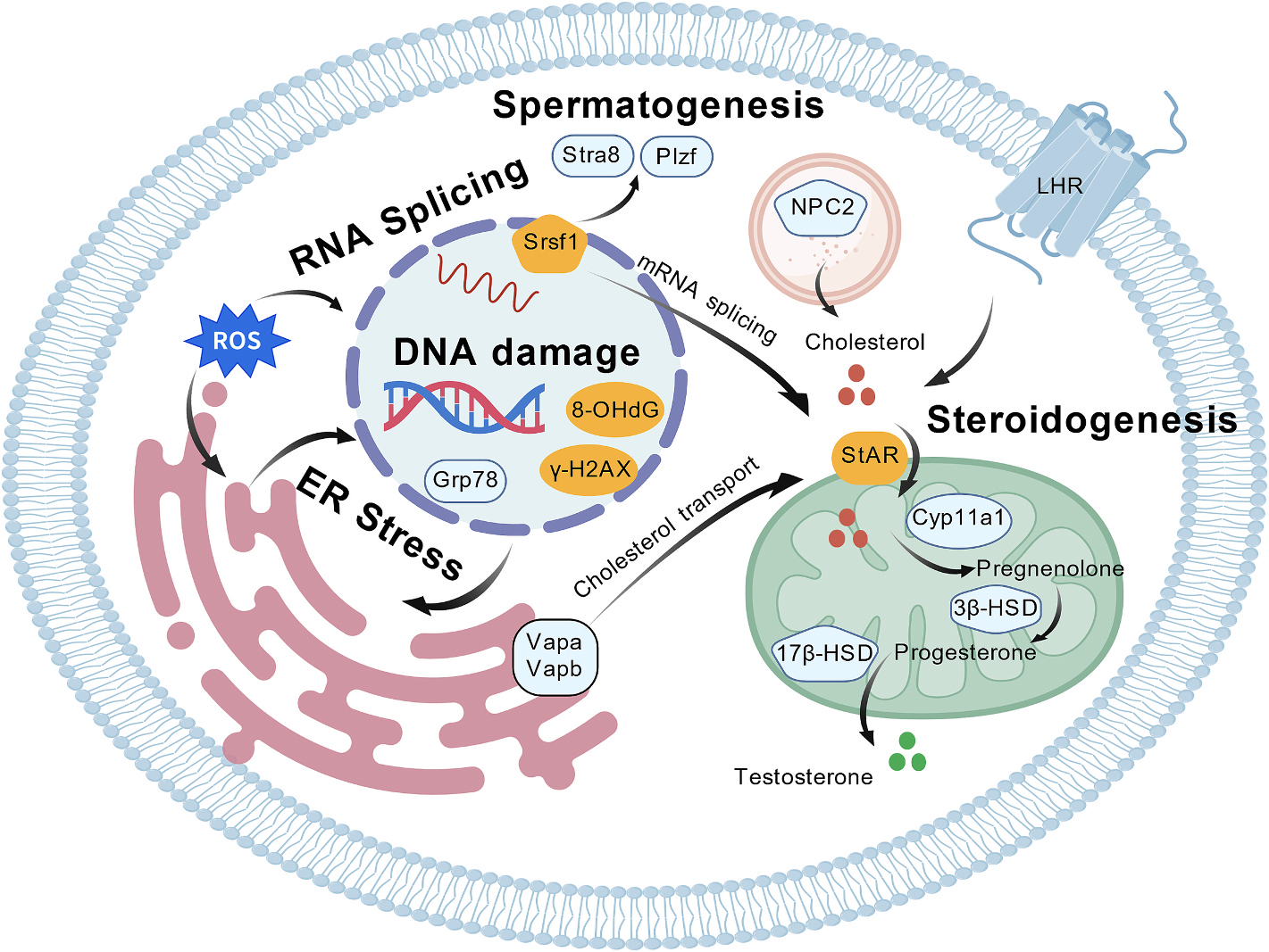 微塑料诱导雄性生殖毒性的分子机制