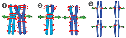 减数分裂中的黏连蛋白