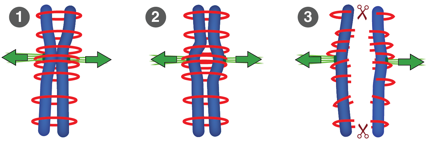 有丝分裂中的黏连蛋白