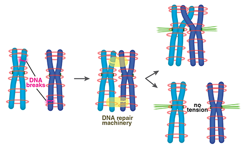 减数分裂中的DNA修复