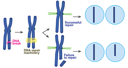 有丝分裂中的DNA修复