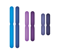 同源染色体示意图