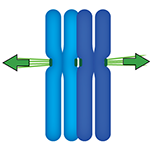 减数分裂I中的微管
