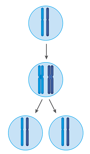 有丝分裂过程概览