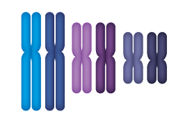 姐妹染色单体示意图